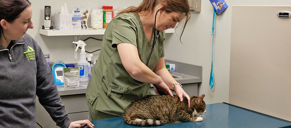Cat Health Care Trends