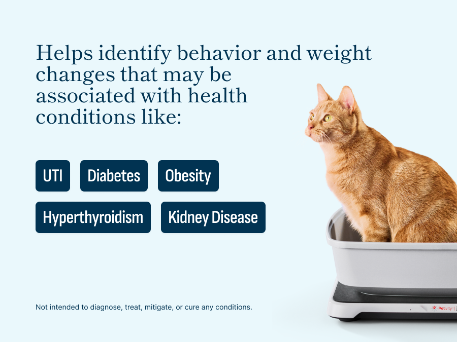 Cat Health Care Trends