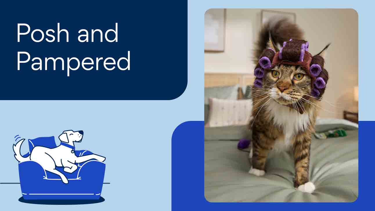 Cat Health Care Trends