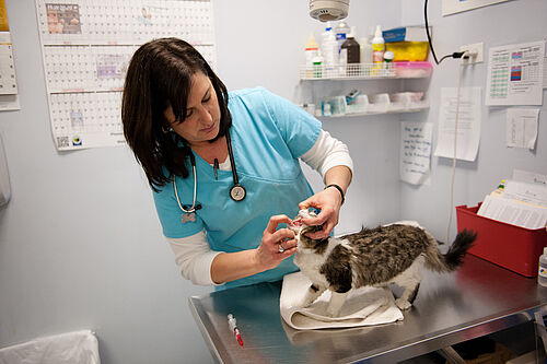 Cat Health Care in