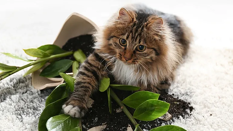 Why Your Cat Thinks Gravity Is a Game