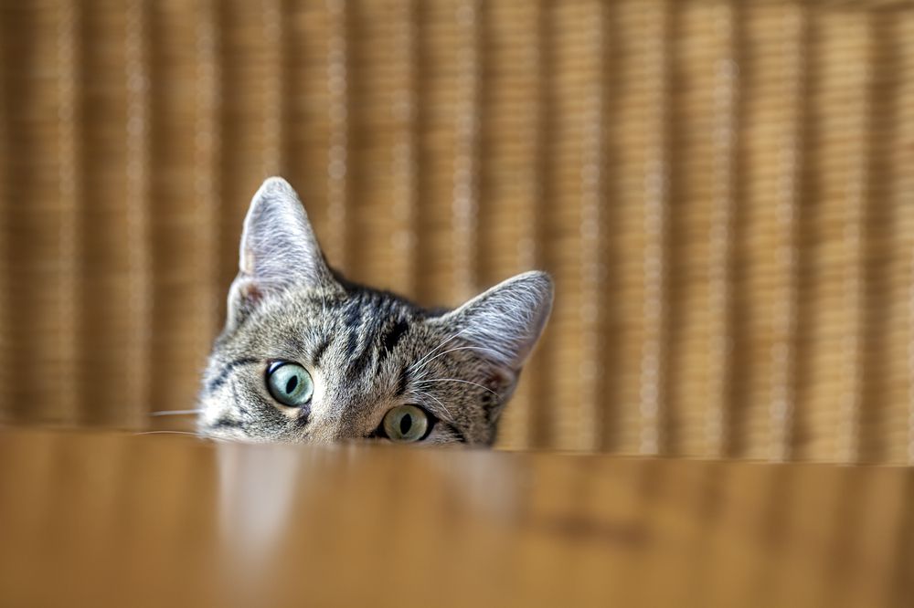 Why Do Cats Knock Things Over?