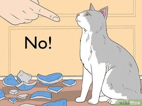 How to Get Your Cat to Stop Knocking Things Over: 12 Steps