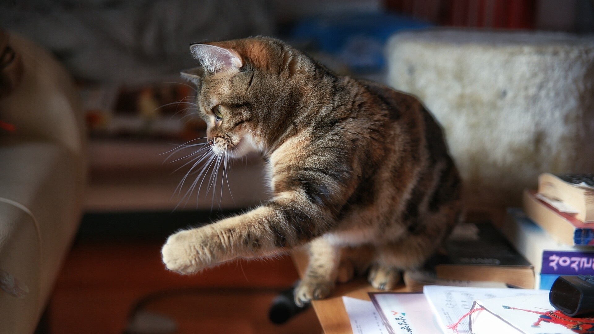 Why do cats like to knock things over? | PetsRadar