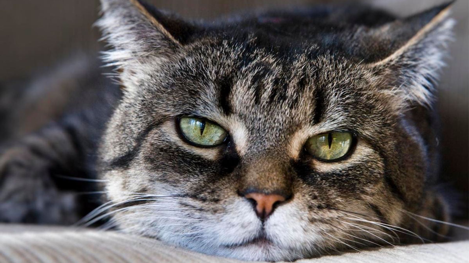 Understanding cat behavior