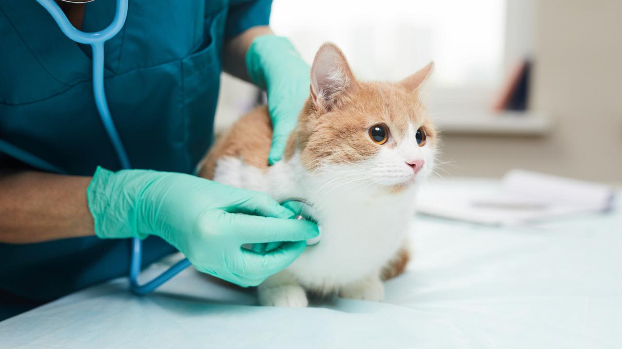 2026 guide to Best Cat Health Care: Spotting Cat Fever Symptoms & Managing Allergies