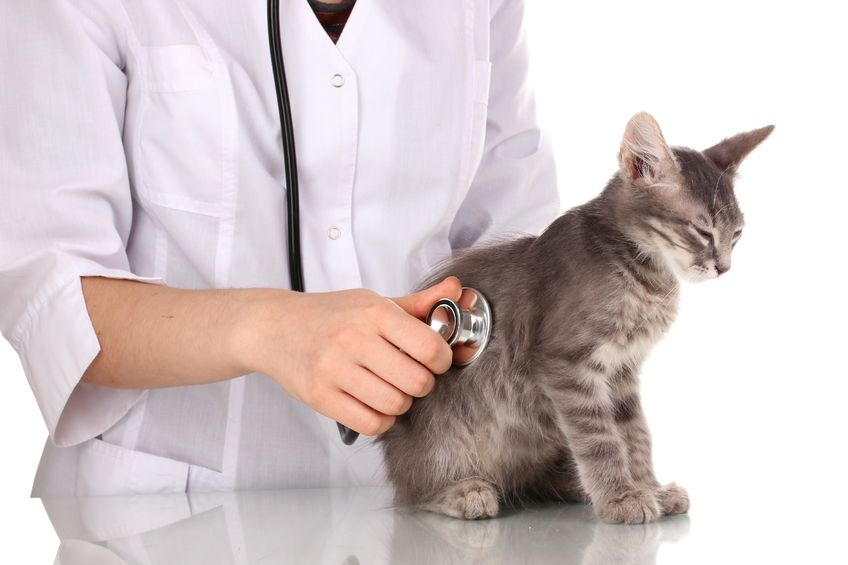 to Cat Health Care