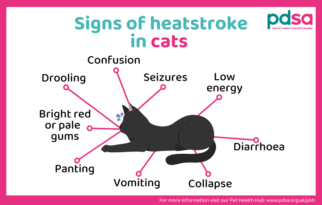 Climate Change and Indoor Cats: Essential Summer 2026 Heat Safety Tips for Feline Friends
