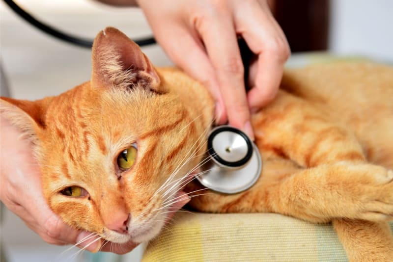 Is Your Cat Healthy? A 2026 guide to Cat Fever Symptoms and Best Health Care Practices