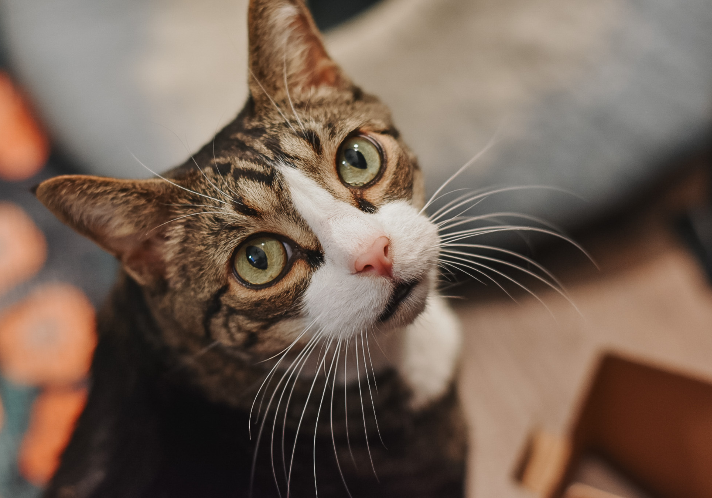 Cat care