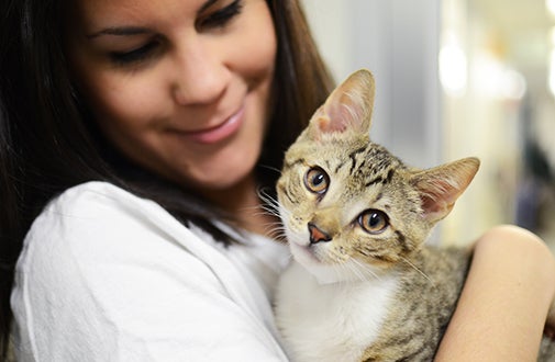 2026 Cat Care guide: Decoding Post-Workplace Behavior Changes in Your Feline Friend