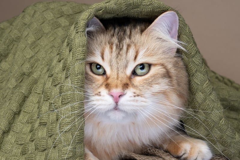 The Complete Guide to Hypoallergenic Cat Breeds: 2026's Best Options for Allergy Sufferers