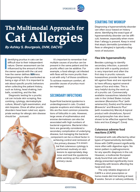 Managing Cat Allergies in