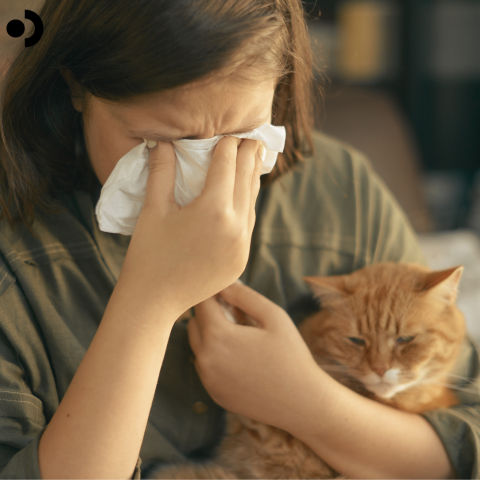 Managing Cat Allergies in