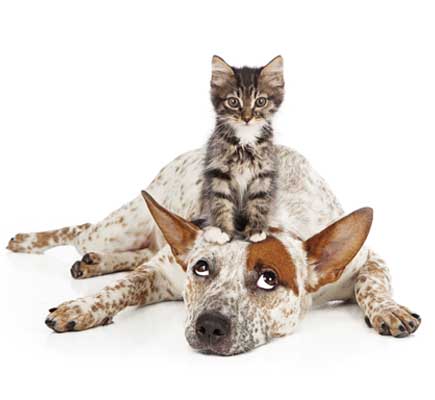 Cat Wellness Insurance
