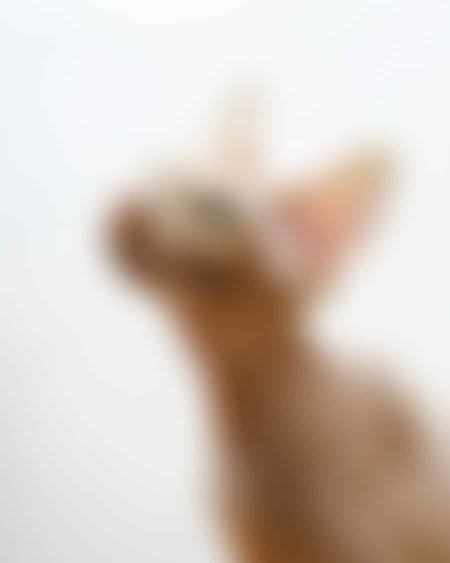 Beautiful Sphynx cat posing for a portrait