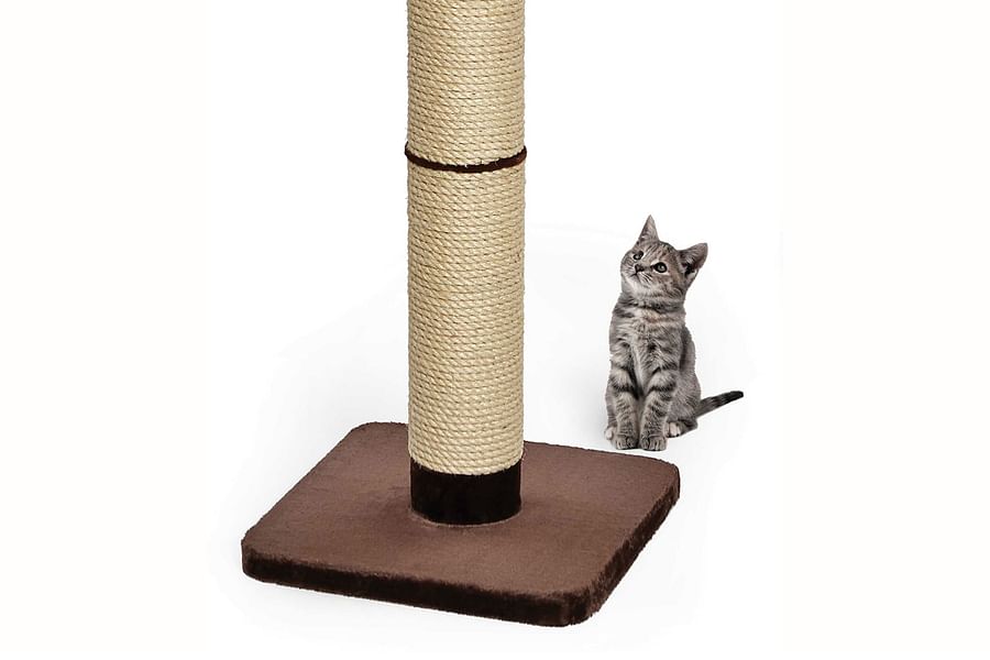 cat scratching post