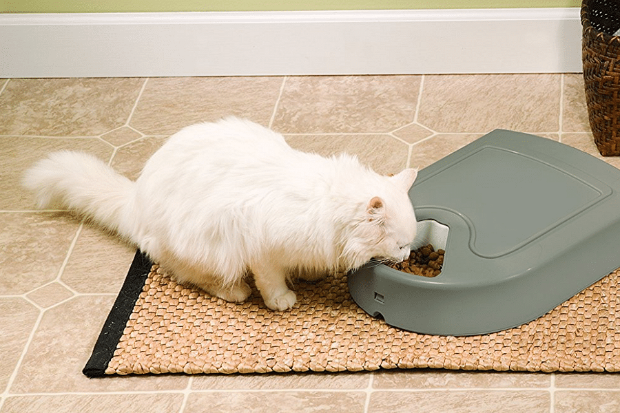 cat medication dispensing toy