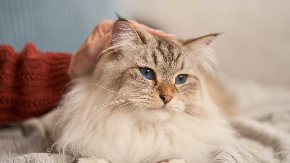 compounded liquid medicine for cats