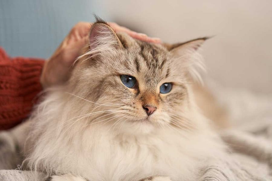 compounded liquid medicine for cats