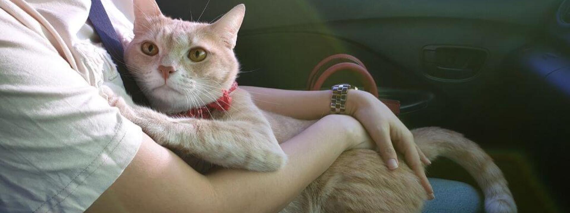 two person cat medication administration