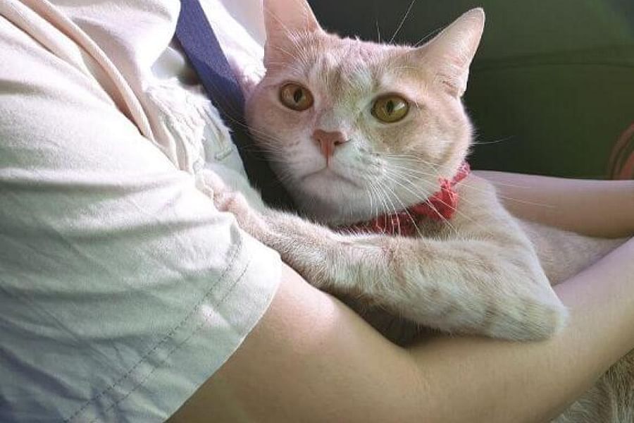 two person cat medication administration