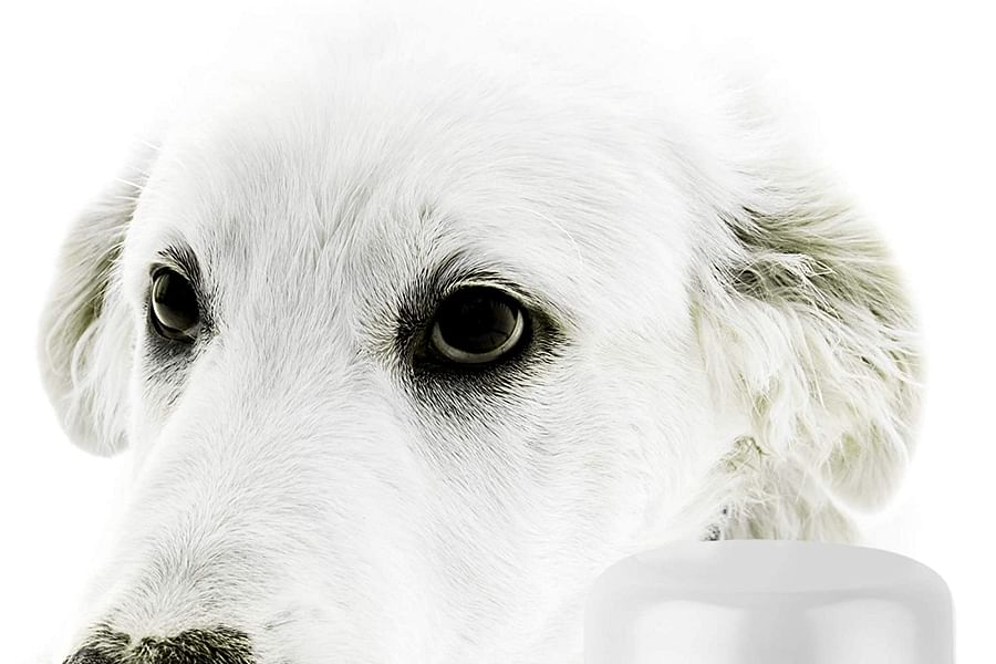 antibacterial cream for cats