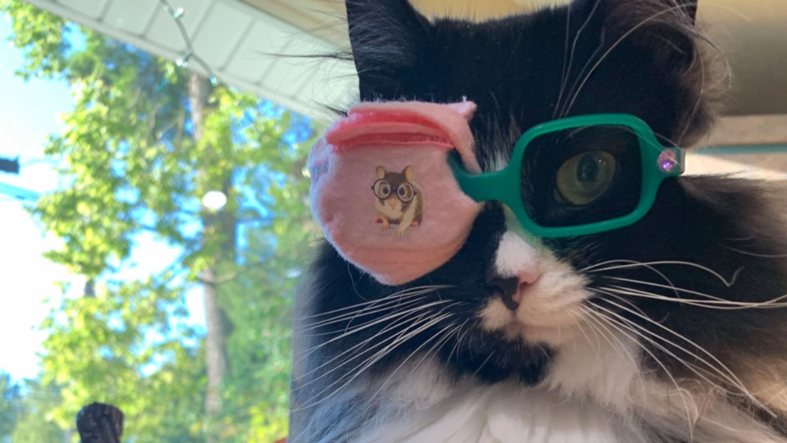 The Exotic World of Hairless Cats Understanding Costs and Care