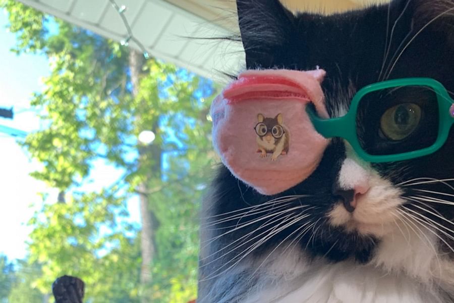 cat safe moisturizing lotion