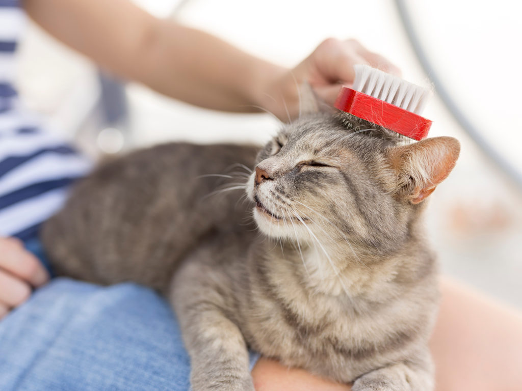 cat grooming