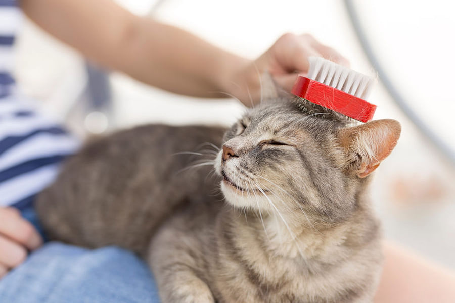 cat grooming