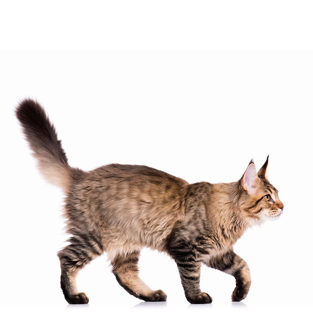 happy cat curled tail