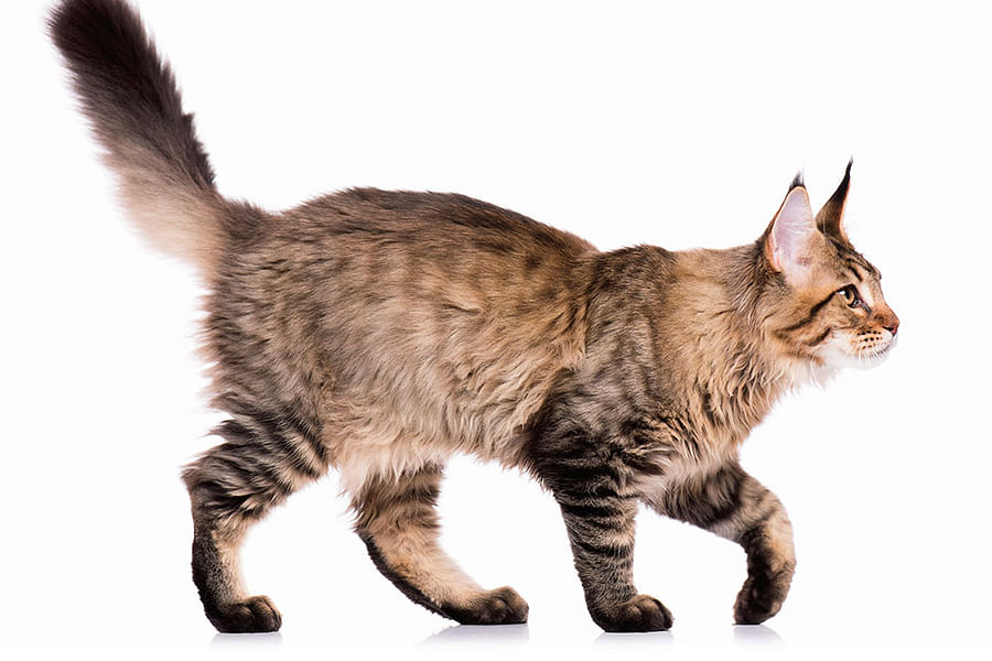 happy cat curled tail