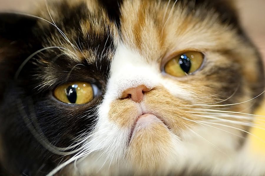 cat stressed by environmental changes