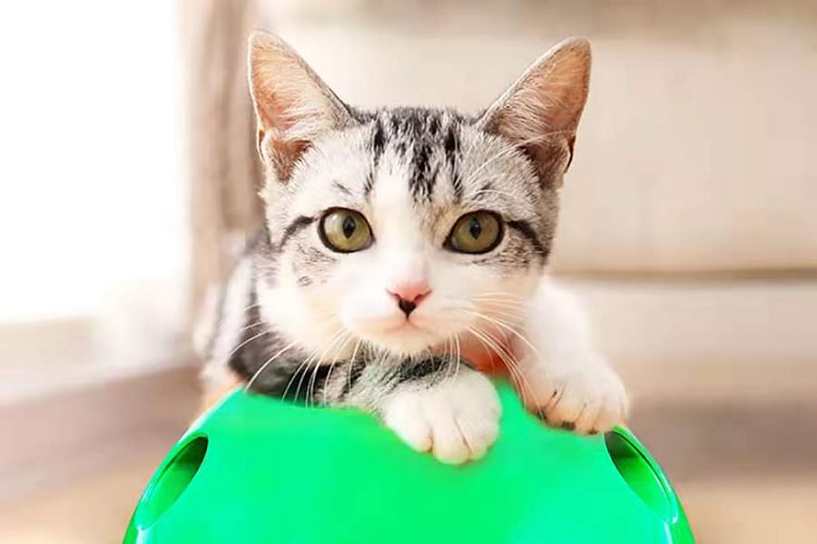 motorized wand cat toy