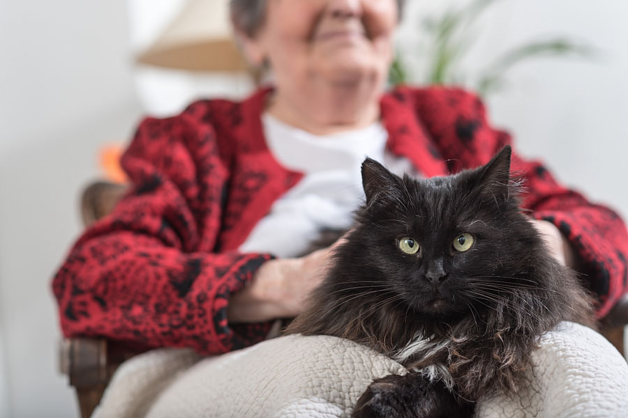 senior cat disorientation