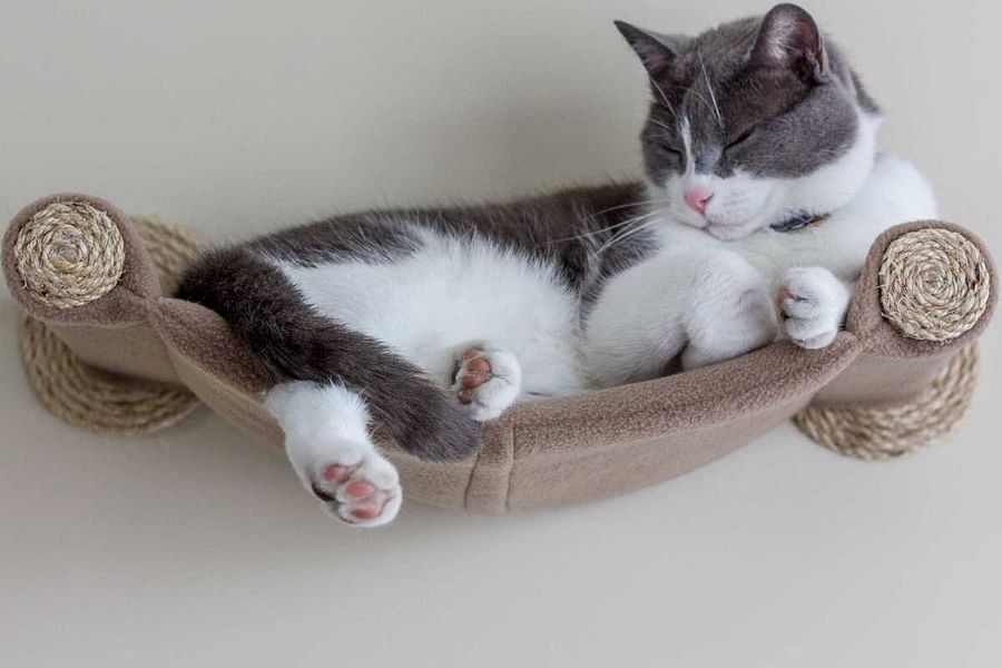 wall mounted cat dangler