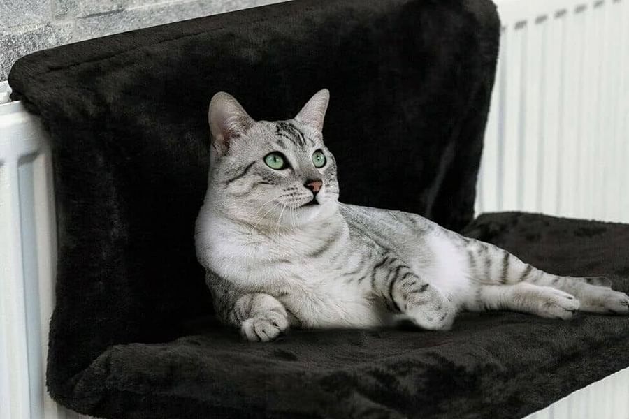 cat radiator hammock