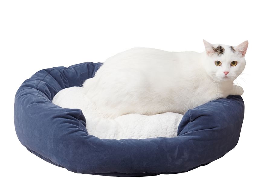donut cuddler cat bed