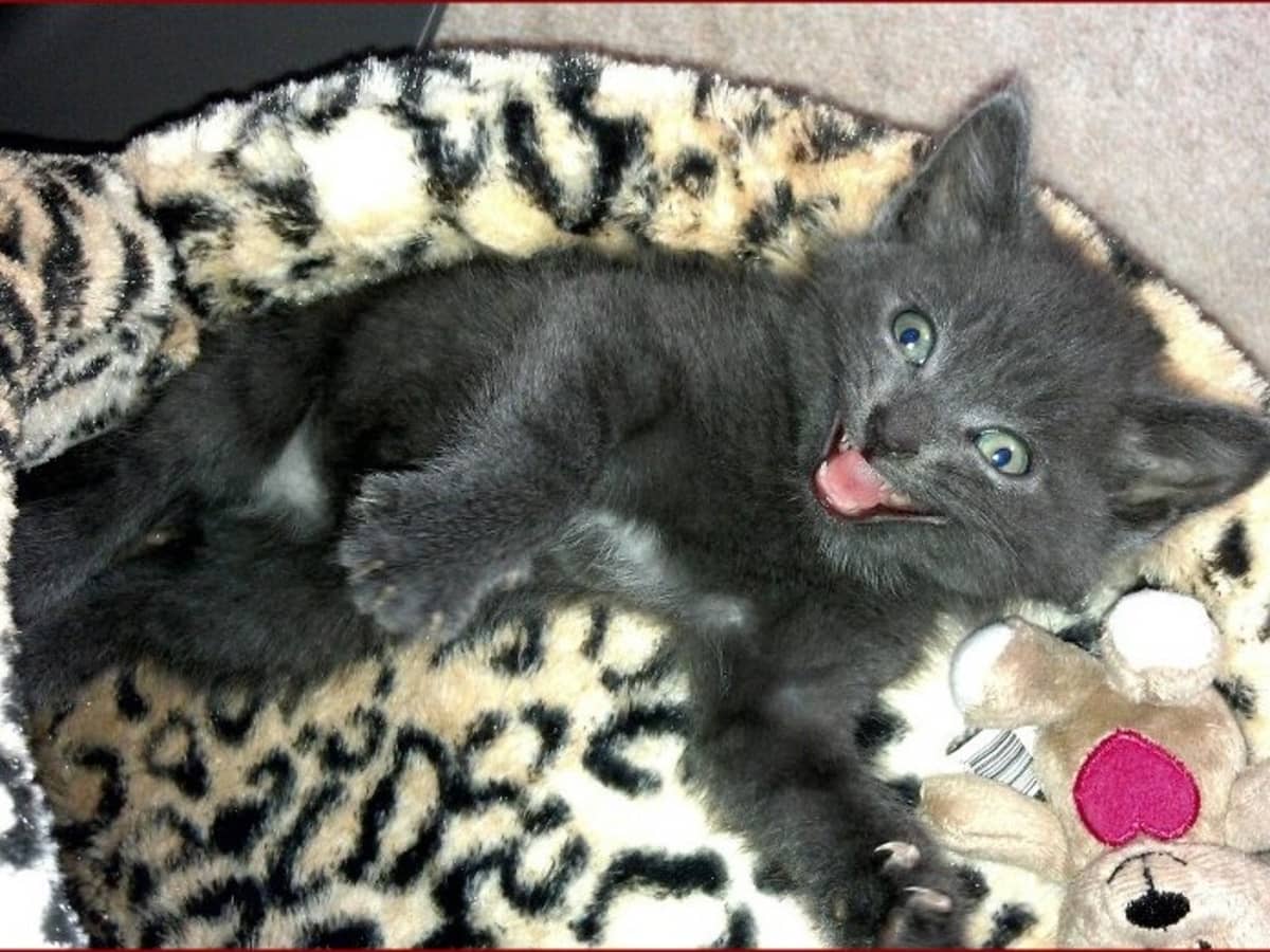 heated plush cat bed