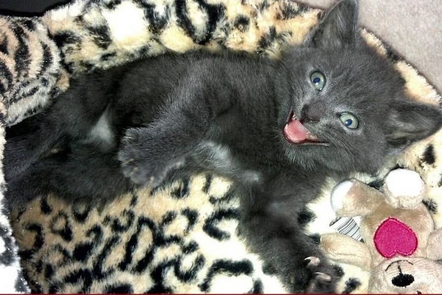 heated plush cat bed