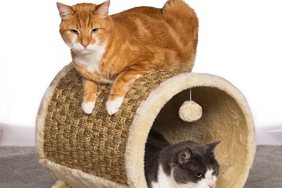 interactive cat mat bed