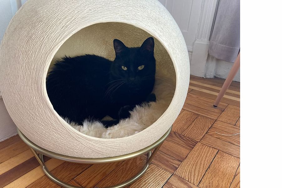 luxury canopy cat bed