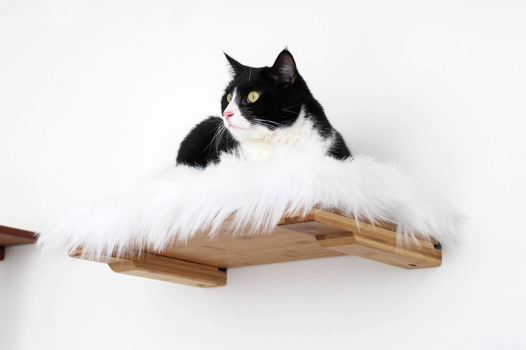 wall-mounted cat shelf bed