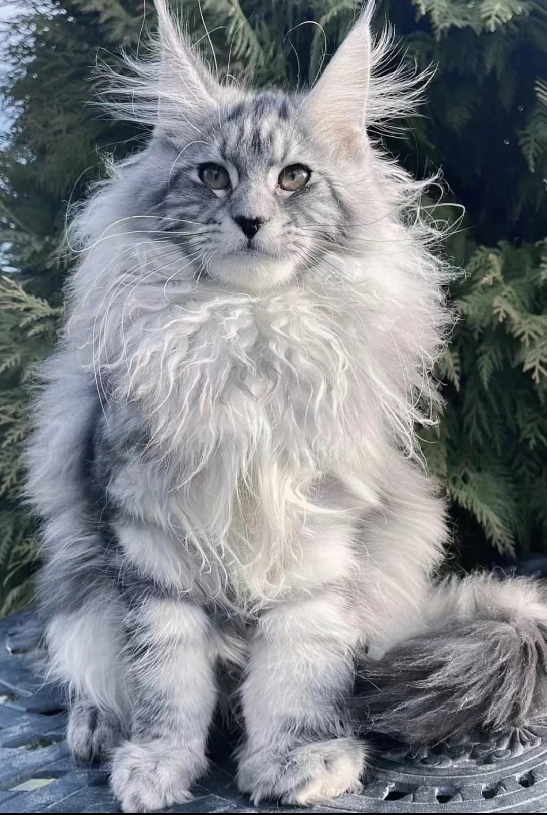 Maine Coon cat