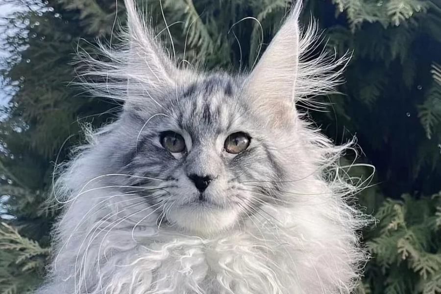 Maine Coon cat