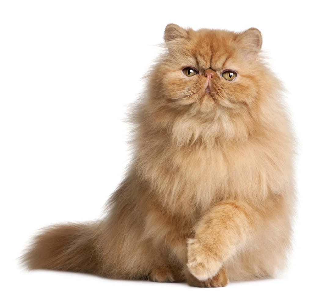 Persian cat