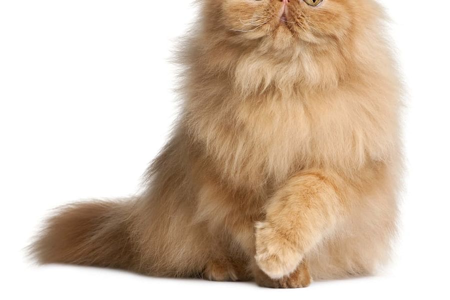Persian cat