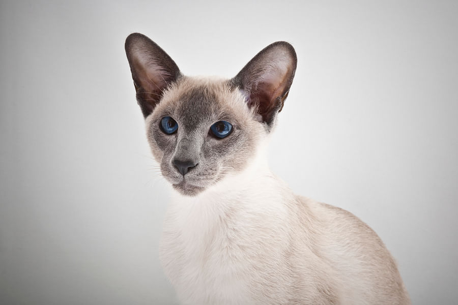 Siamese cat
