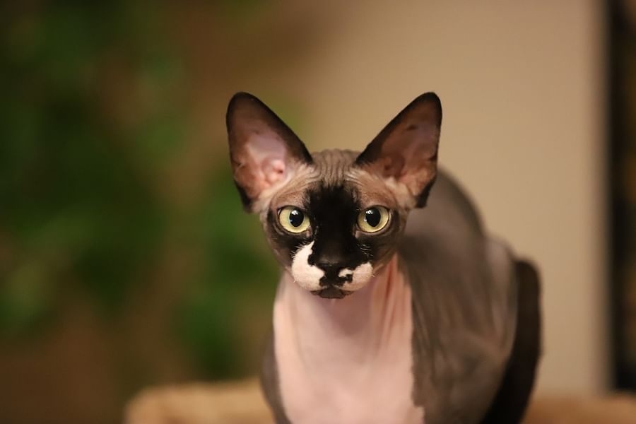 Sphynx cat